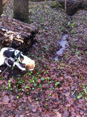 im Walde spazieren zu gehen ist einfach herrlich ;)