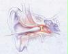 anatomie des ohrenputzens