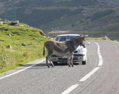 Einklang von Natur und Technik