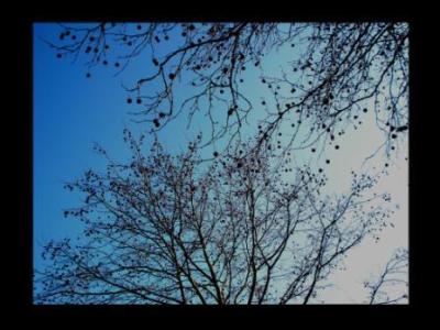 baum1