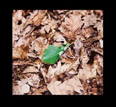 blatt6