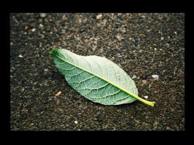 blatt8