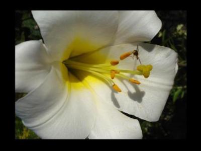 blume21