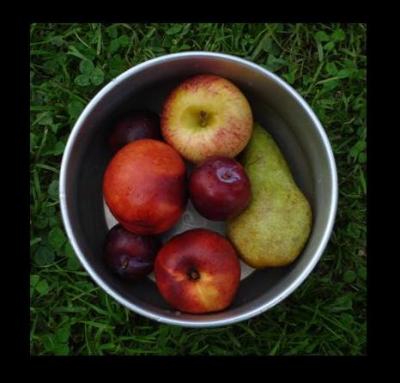 obst