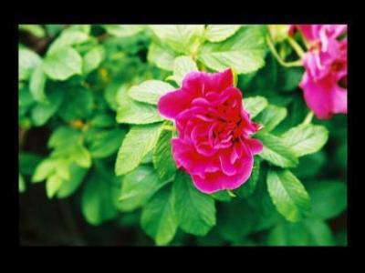 wildrose