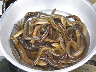 Aale im Topf Aale im Topf