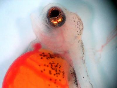 Deutsche Buntbarsche im All