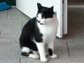 Die Katze heißt Adolf Die Katze heißt Adolf