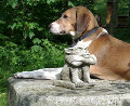 Gnom und Hund in Unterkirchbach Gnom und Hund in Unterkirchbach