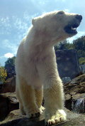 Eisbär in Schönbrunn Eisbär in Schönbrunn