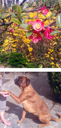 Von Blüten und Hunden Von Blüten und Hunden