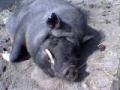 schwein