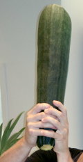 Spiele mit der Zucchini Spiele mit der Zucchini