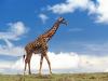 Giraffe_1