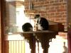 katzen-in-der-sonne