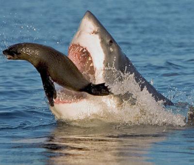 shark191106_468x397