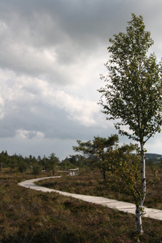 Bohlensteg durchs Schwarze Moor.