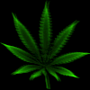 blatt_animiert