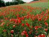 mohn1