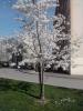 Spring-in-Strasbourg