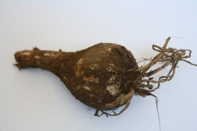 amaryllis-belladonna-001