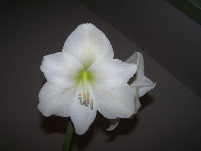 amaryllis-bluete-010