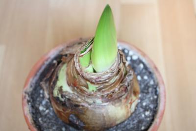 amaryllis-zwiebel-102