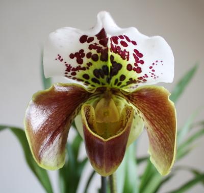 amerikanische-hybride