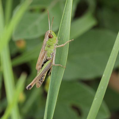 chorthippus-parallelus