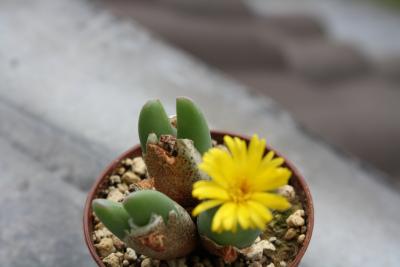 conophytum-bilobum-024