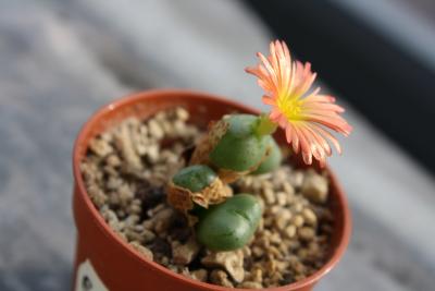 conophytum-rot-010