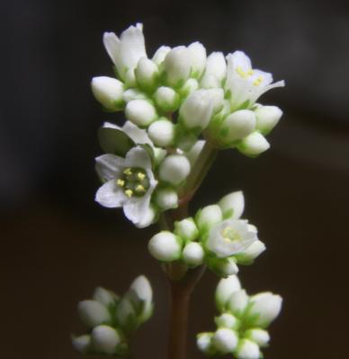 crassula-orbicularis-015
