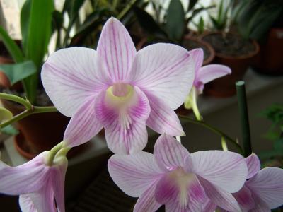 dendrobium-007