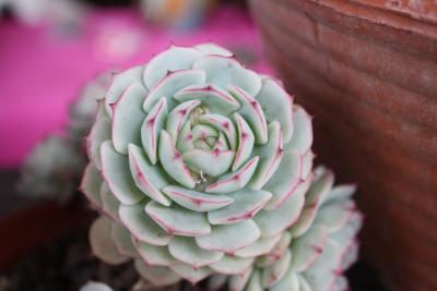 echeveria-derenbergii-018