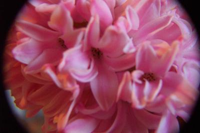 hyazinthe-bluete-002