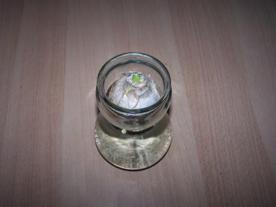 hyazinthe-im-glas-003