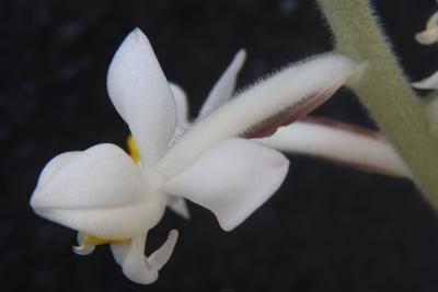 ludisia-discolor-007