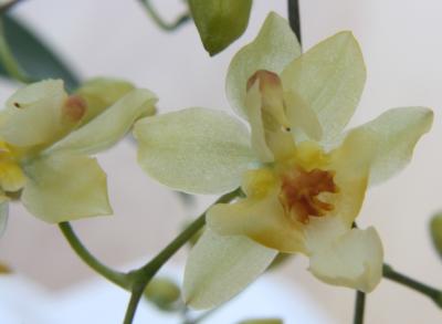 oncidium-hybride