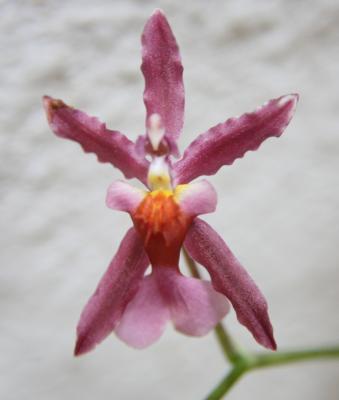 oncidium-sharry-baby-046