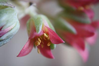 pachyphytum-bracteosum-012