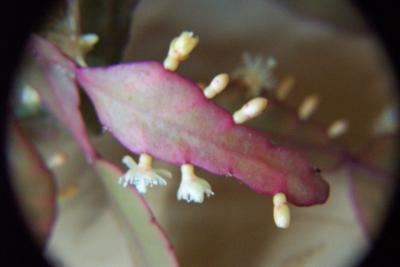 rhipsalis-bluete-001