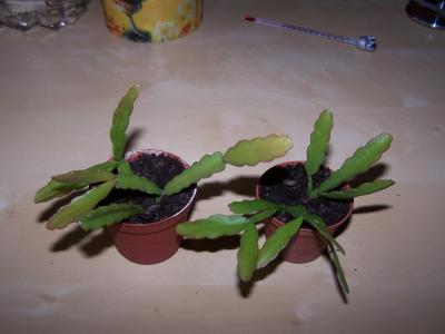 rhipsalis-micrantha-022