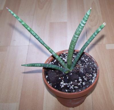 sansevieria-cylindrica