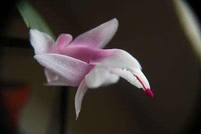 schlumbergera-thor-alec-020