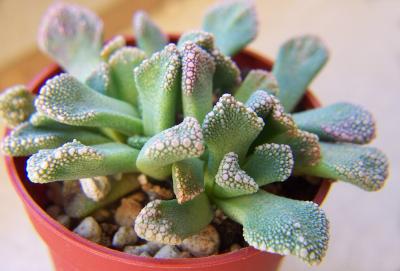 titanopsis