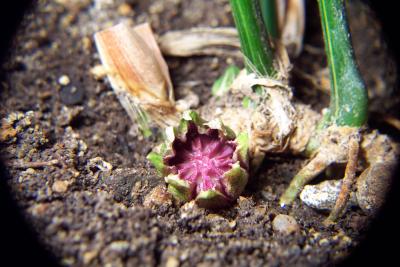 variegata-bluete-008