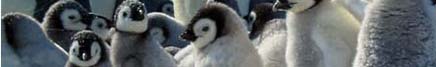 pinguine2