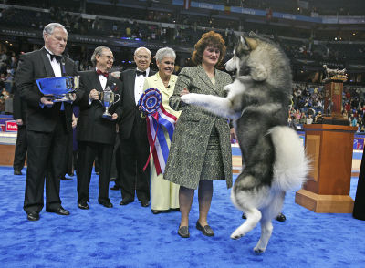 akc-eukanuba-2006-winner-714293