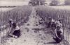 Land Girls Planting Tomatoes
<br />
More than 10'000 land girls worked in horticulture and market gardening, although the number was reduced considerably from 1943 when the priorities in favour of farm wokr were reassessed. This two-acre field in Sussex was in the charge of land girls in 1942. Two girls had general responsibility, one each side of the track, but for the major tasks such as staking the 19'000 plants, extra help was drafted in. 
<br />
The Nostalgia Postcard collector's club, Iris Publishing Ltd. MCMXCI 1991