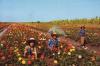 The Flower Field in suburb of Bankok, Thailand
<br />
Distributed by THAI SILPA